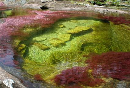 Caño Cristales wajahat22-2-2013 (